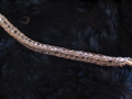 Rhiannon 027